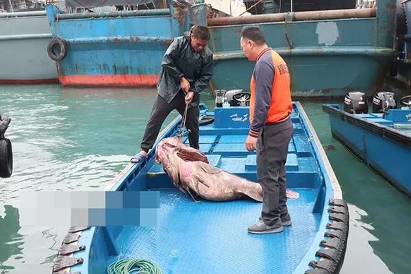 A grocery store started selling plant-based meat alternatives in its frozen food section