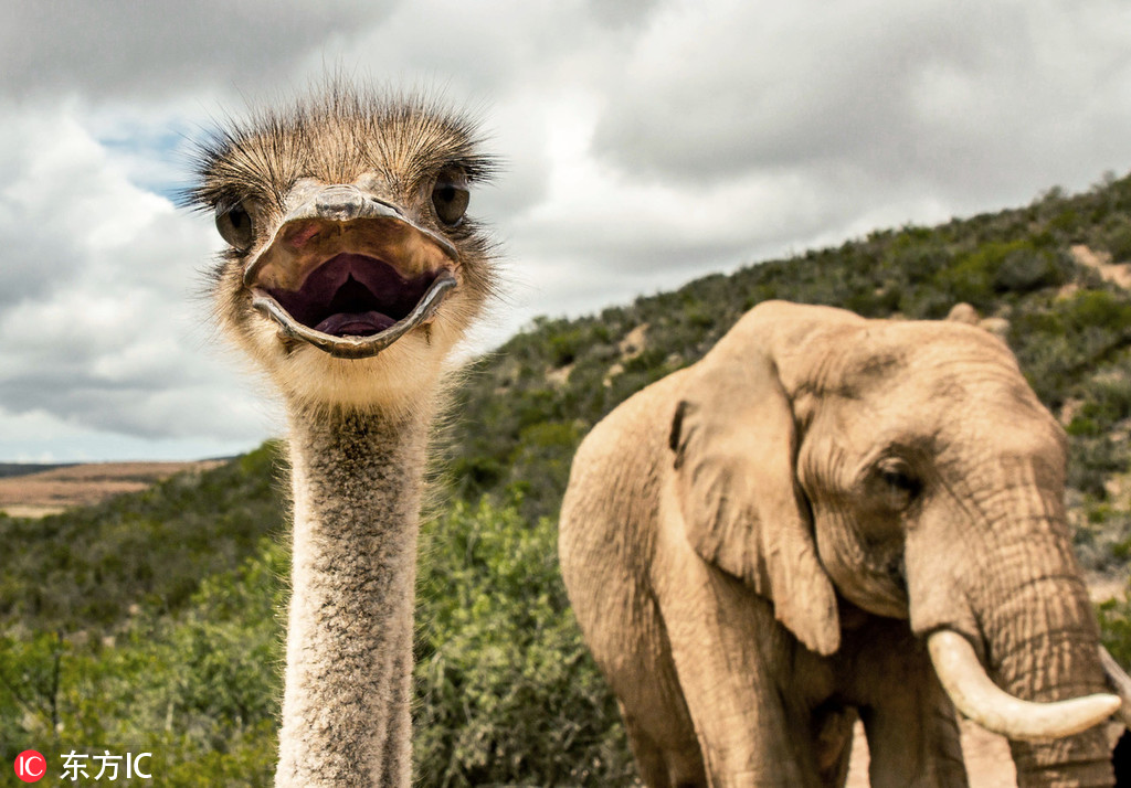 A pet rescue organization held an adoption event that found homes for 45 cats and dogs