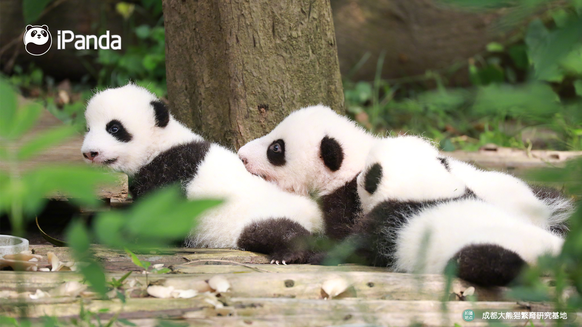 Researchers developed a new type of vaccine that provides longer protection against a common virus