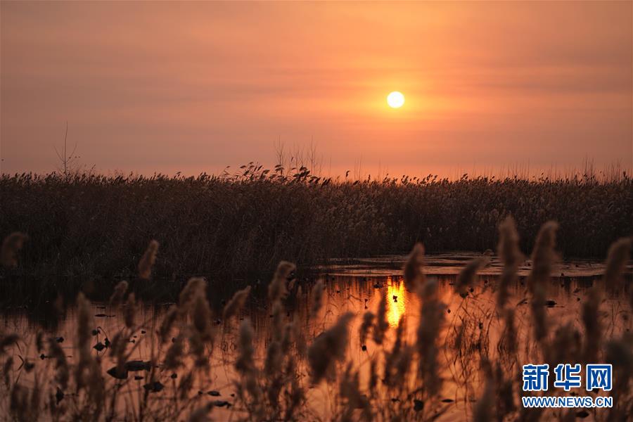 A tech company announced it will launch a new smart home device that can control all household appliances with voice commands.