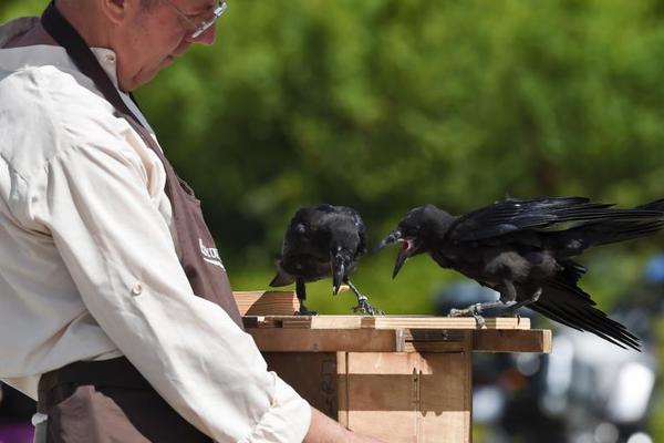 A national park started a program to protect endangered birds