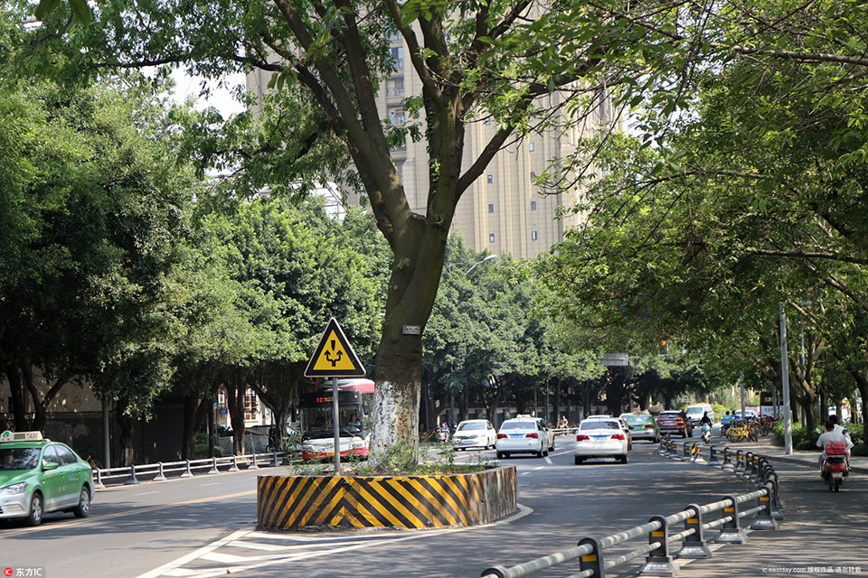 Scientists found that spending time in forests can improve respiratory health by reducing air pollution exposure