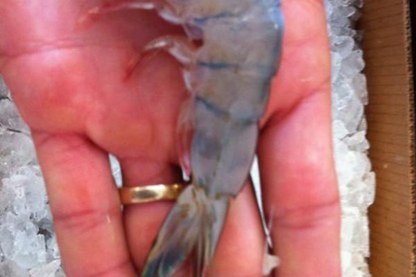 Researchers found that petting a dog for 10 minutes lowers blood pressure in stressed adults