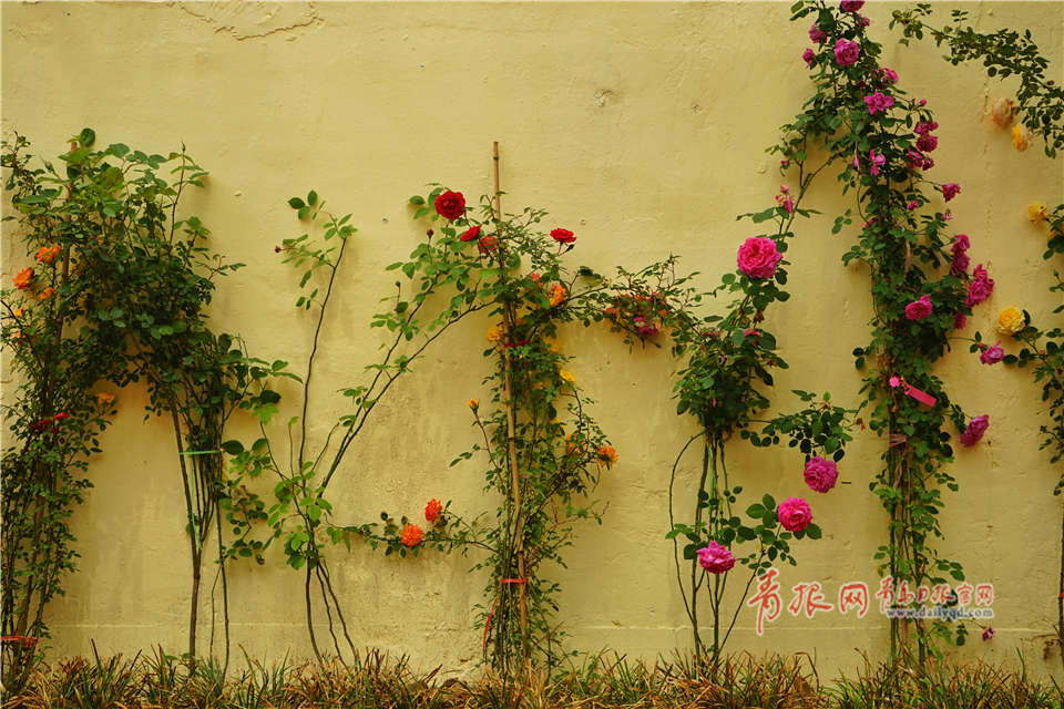 The national volleyball team qualified for the Olympic Games