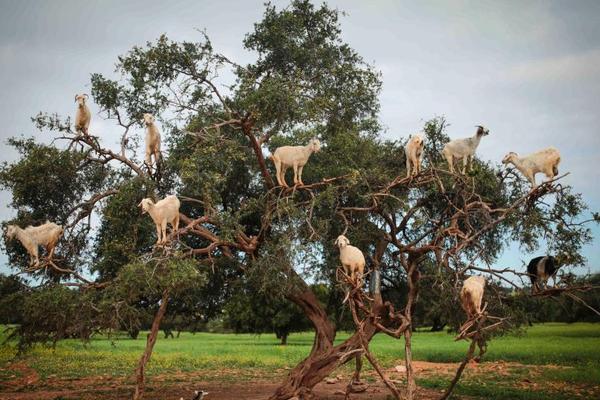 A fashion brand announced it would stop using animal products in its clothing