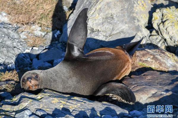 Astronomers discovered a new moon orbiting a gas giant in the outer solar system