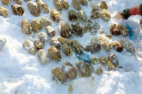 A large utility company invested $2.7 billion in wind farm projects in the northern states