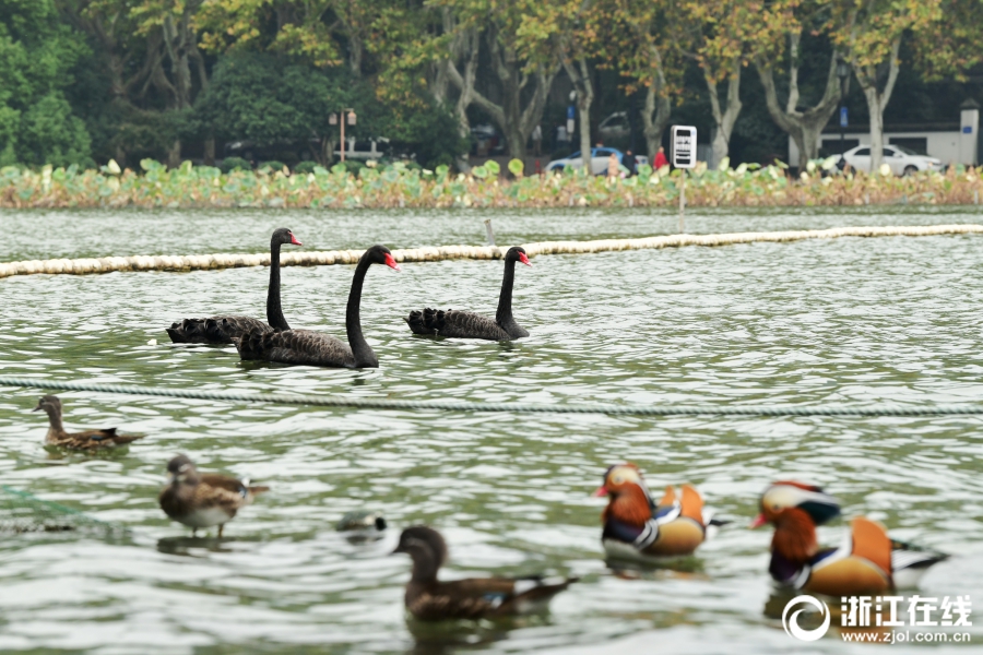 The city introduced a new bus route to connect suburban areas