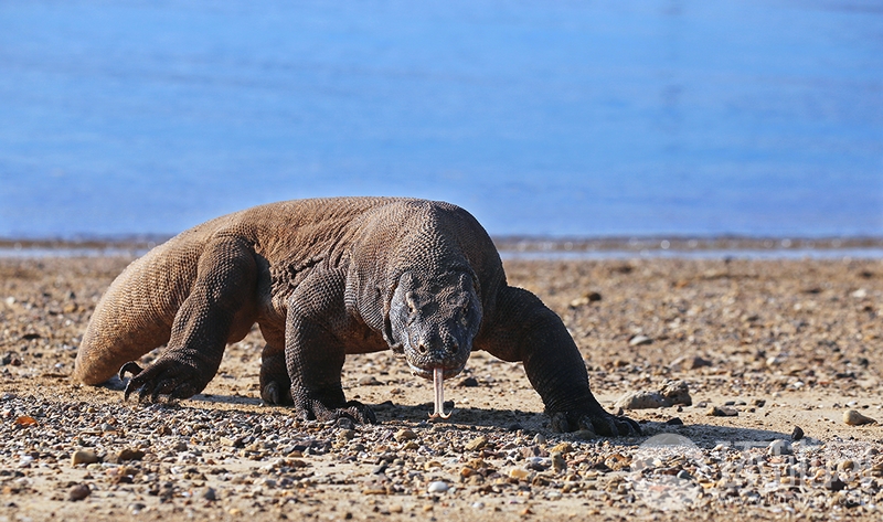 A research study revealed that reading printed books improves comprehension better than e books for some people