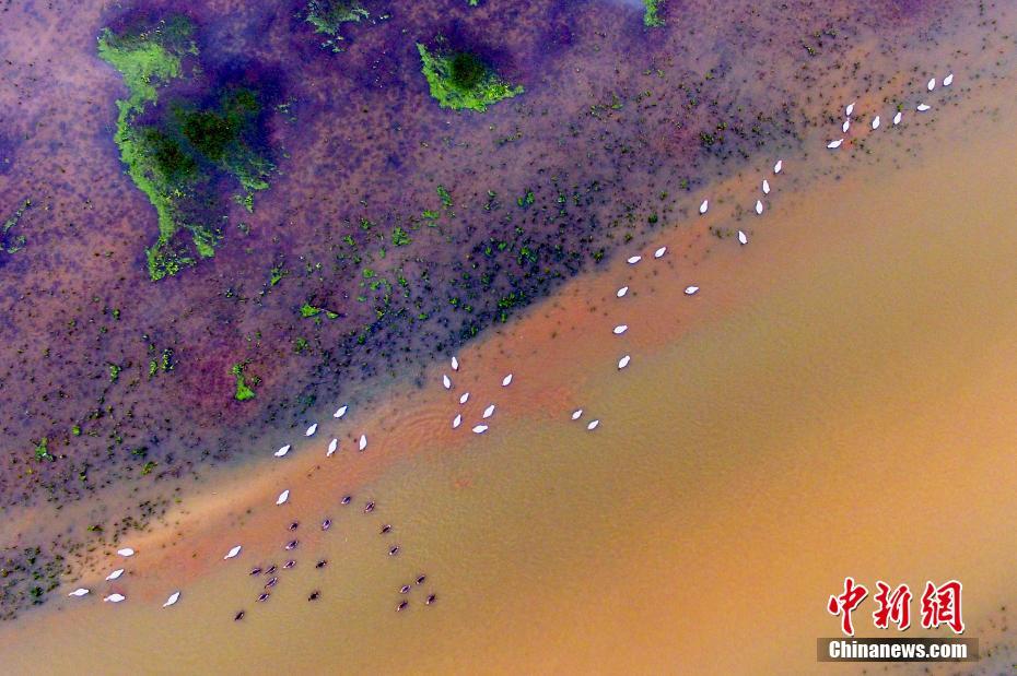 A major grocery chain announced it will stop selling single-use plastic bags in all stores