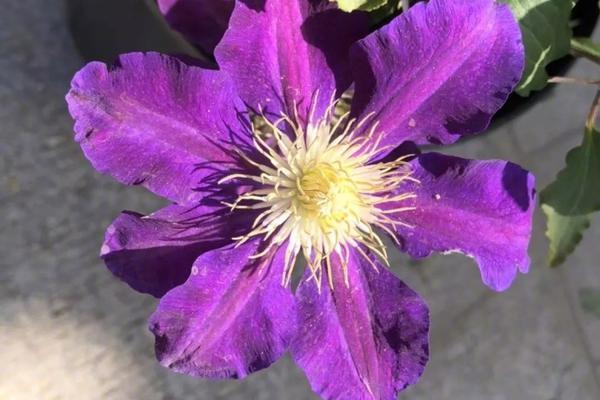 The government announced it will provide free childcare for low-income families, starting next year, to help parents return to work.