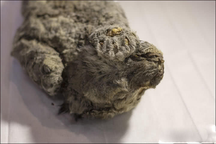 The police department launched a neighborhood watch program to reduce petty crime