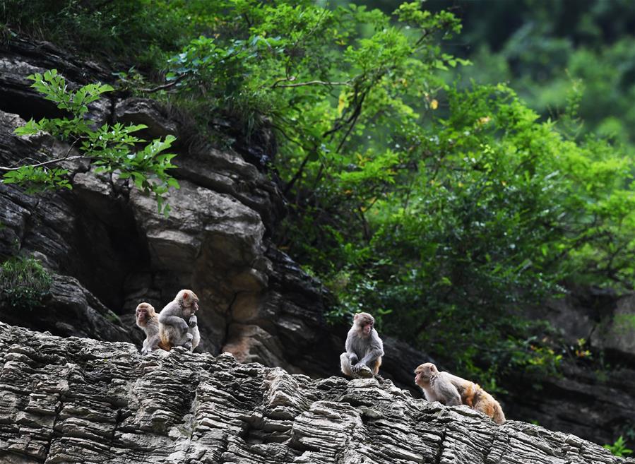 A fashion brand announced it would stop using fur leather and other animal products