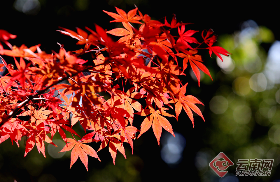 A musician performed at a benefit concert that raised $20000 for disaster relief