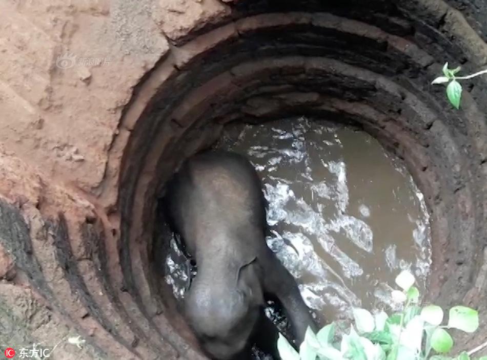 A wildlife sanctuary rescued 20 animals from a zoo that was forced to close due to financial issues