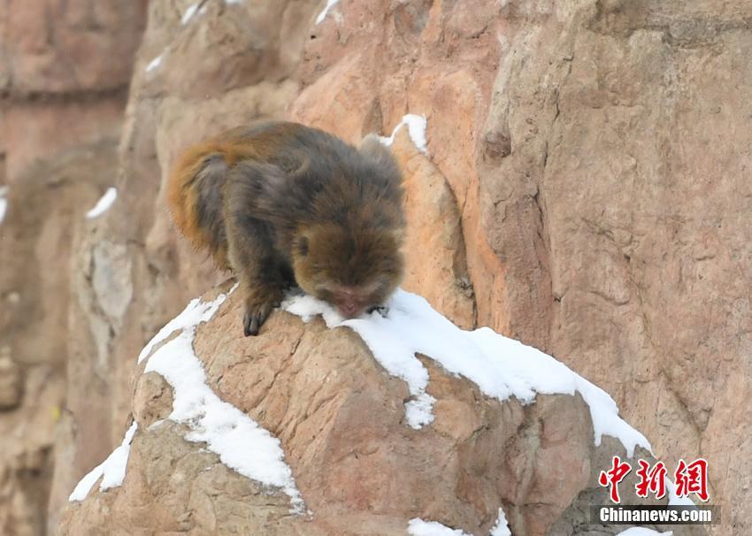 A study found that eating nuts regularly can reduce the risk of heart disease