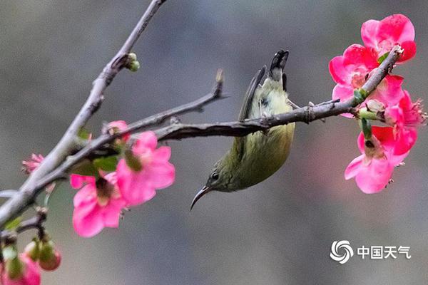 A grocery store started selling plant-based meat alternatives in its frozen food section