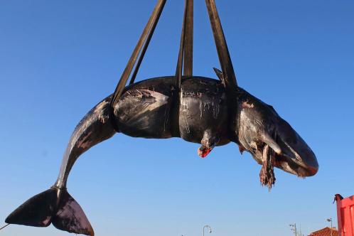 The postal service announced faster delivery times for packages across the country