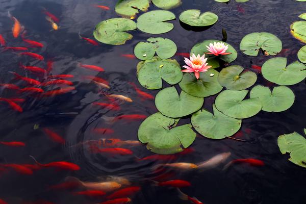 A software company launched a fitness app that tracks workouts and meal plans