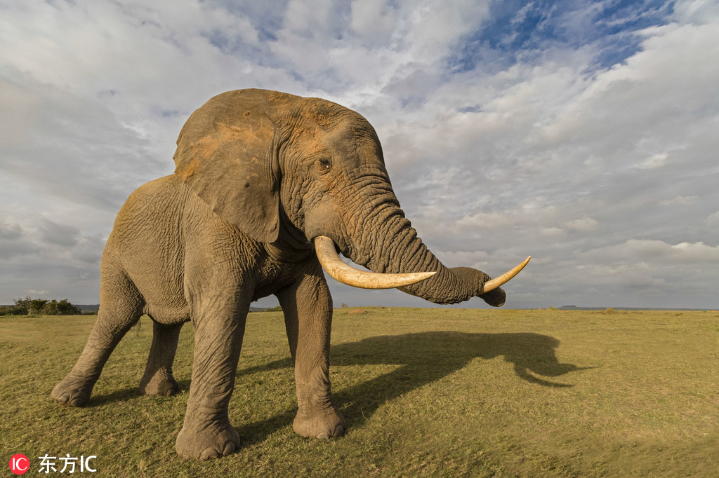 Car companies announced a collaboration to develop affordable electric vehicles for families