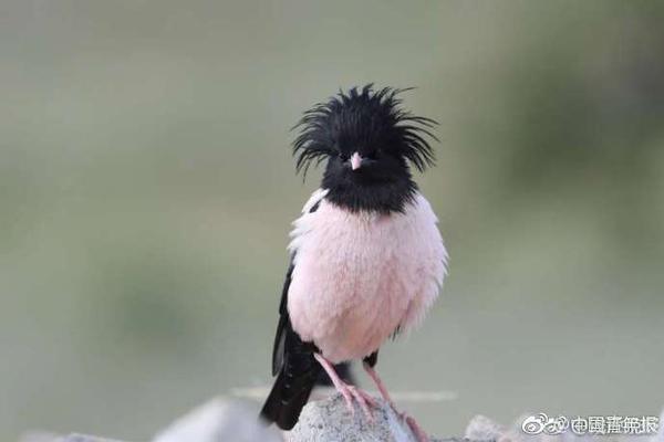 Scientists reported that the global average temperature has risen by 1.2°C since the pre-industrial era