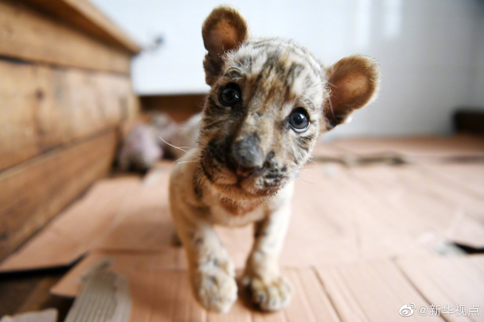 A photographer won a contest for their photo of a rare bird spotted in a local nature reserve