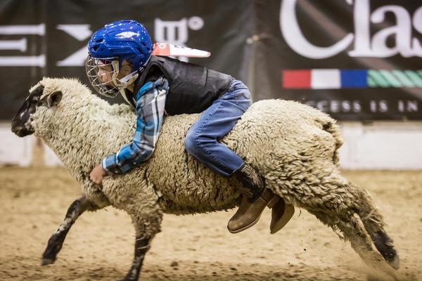 A community organization planted 200 saplings in a city park to replace trees lost to a storm