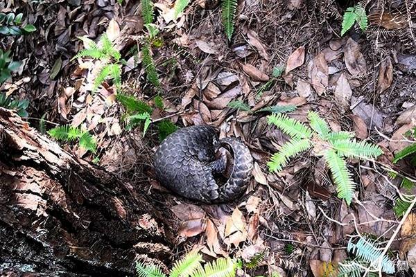 A hospital started a program to provide mental health services to veterans