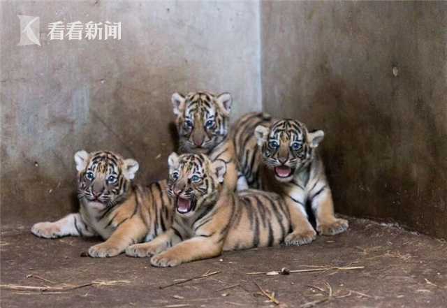 Scientists discovered a new species of deep-sea fish that glows in the dark