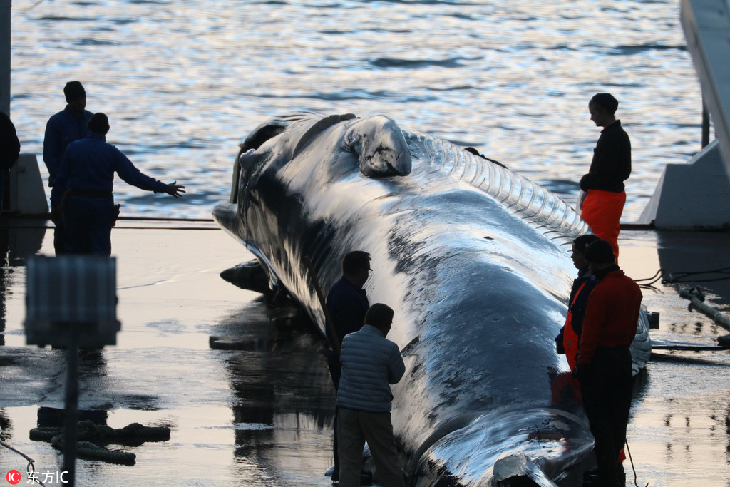 Researchers studied how different diets affect gut health