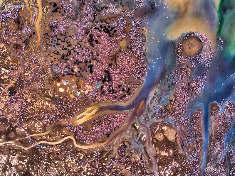 A musician performed a free concert in the park that was attended by over 600 people