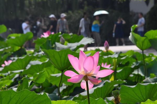 A research team studied the effects of screen time on children’s sleep patterns