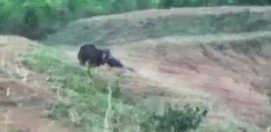 A new species of butterfly was found in a nature reserve