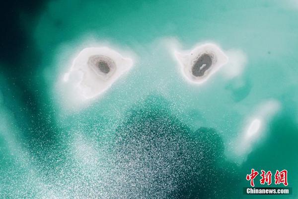 A pet store started offering grooming services for dogs and cats