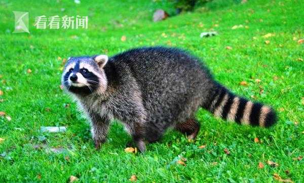 The government launched a program to provide free mental health counseling for veterans