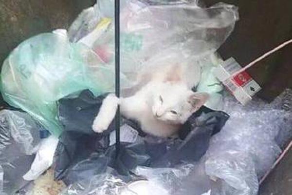 Scientists warned that melting glaciers could lead to a rise in global sea levels by 1 meter by 2100