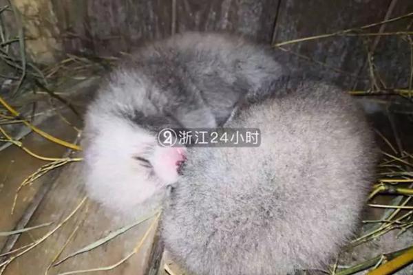 A charity walk raised funds for medical research into childhood diseases