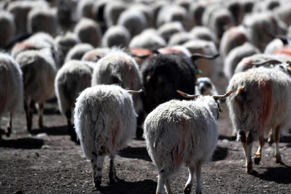 A farm started a petting zoo with goats, sheep, and chickens for family visits