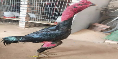 Engineers built a prototype of a flying car which successfully completed its first test flight