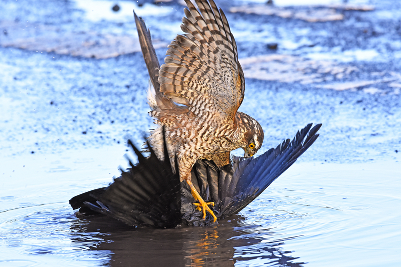 The national tennis team won an international tournament