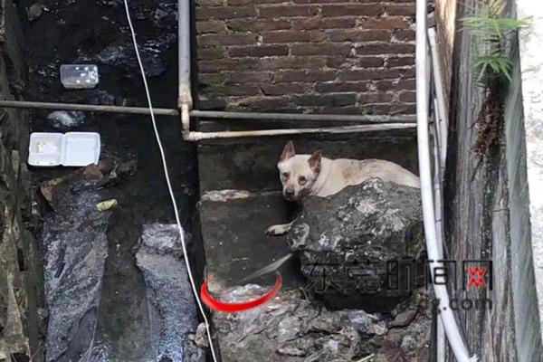 A team of scientists published a study on how climate change is affecting polar bear habitats