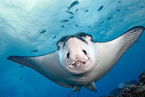 Scientists captured rare footage of a endangered whale species in the deep waters of the Pacific Ocean