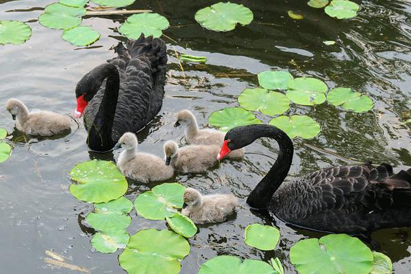 A community organized a 5K run to raise money for a local animal rescue shelter
