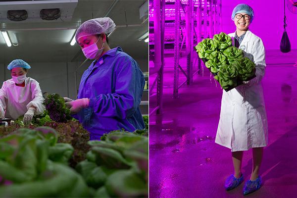 Scientists developed a way to grow vegetables in deserts using limited water resources