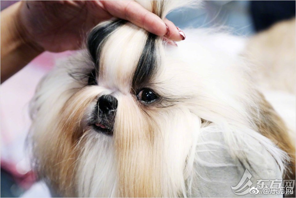 The United Nations held a conference to discuss ways to protect endangered bird species