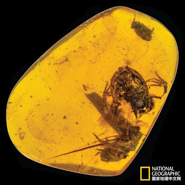 Scientists used stem cell technology to grow functional organ tissues in a laboratory setting