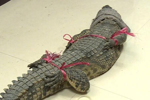 The city hosted an international film festival featuring independent films from around the world