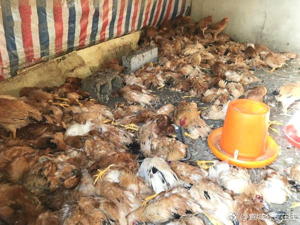 The government launched a program to help small businesses create online stores