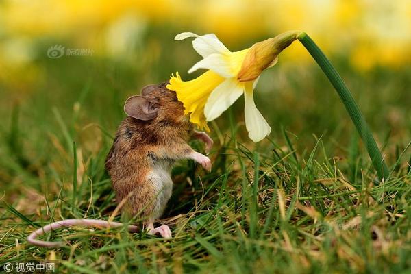 Power company offers rebates to customers who install solar panels