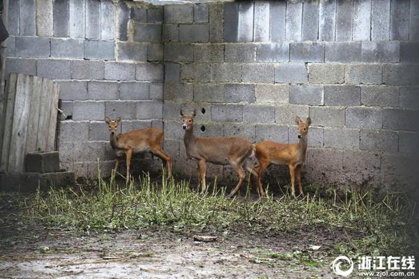 A farm started selling grass-fed beef directly to consumers through its website and farm stand